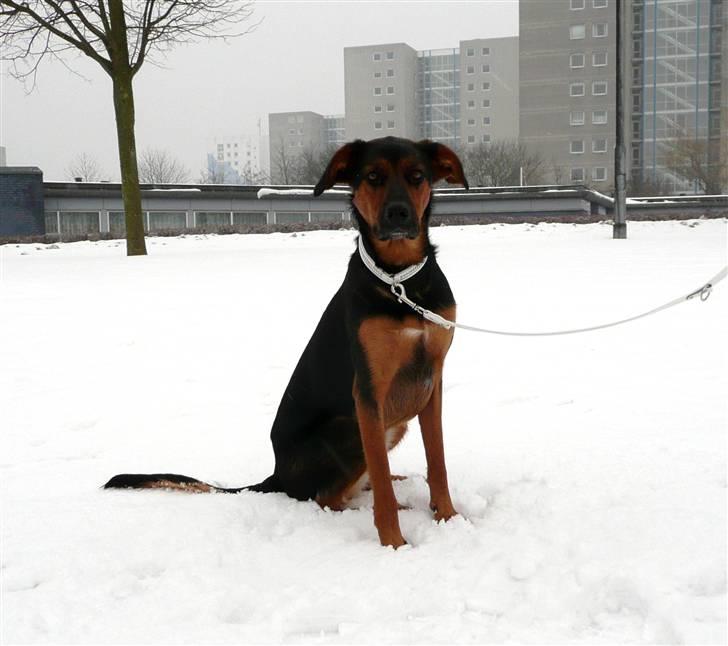 Blanding af racer Nala billede 16