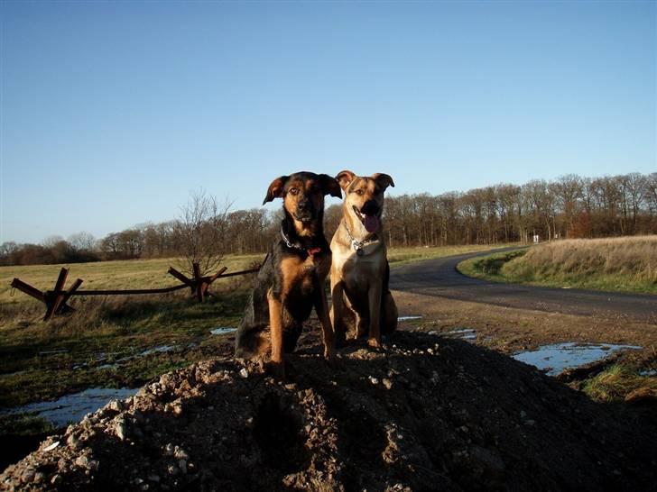 Blanding af racer Nala billede 17