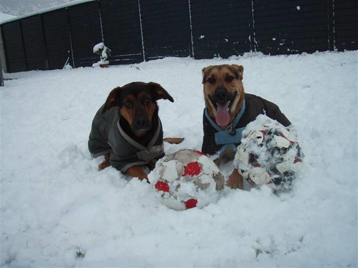 Blanding af racer Nala billede 19