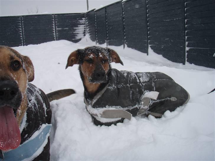 Blanding af racer Nala billede 20