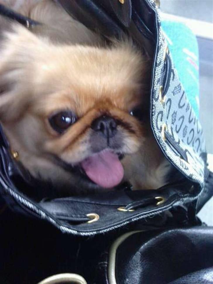 Pekingeser Miss Molly - Haha mor hvis du ska ta billeder af mig så rækker jeg bar tunge billede 16