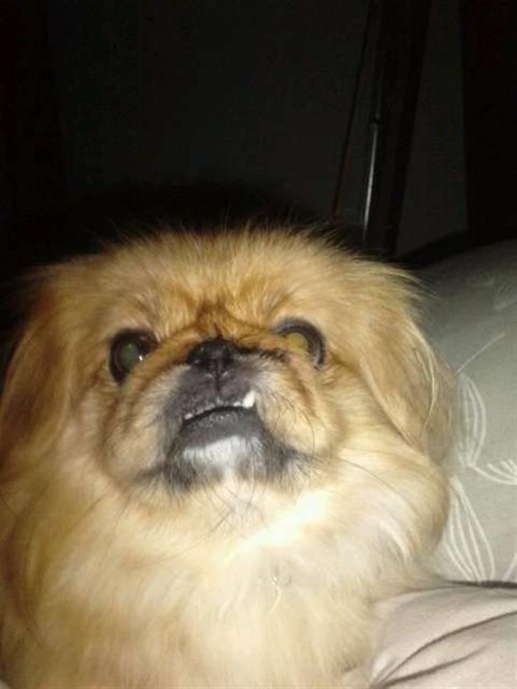 Pekingeser Miss Molly billede 17