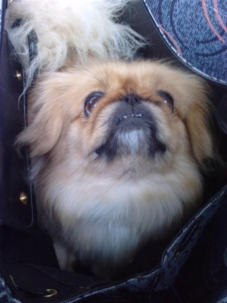 Pekingeser Miss Molly - Molly med ude og køre i bus billede 18