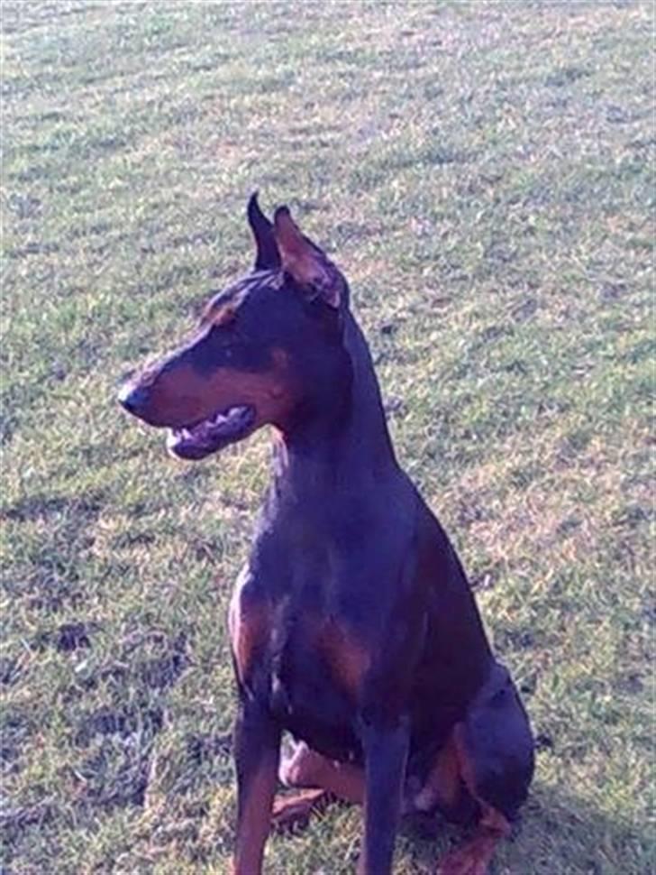 Dobermann Aishia - Der er så meget der er mere spændende end fotografen :) billede 9