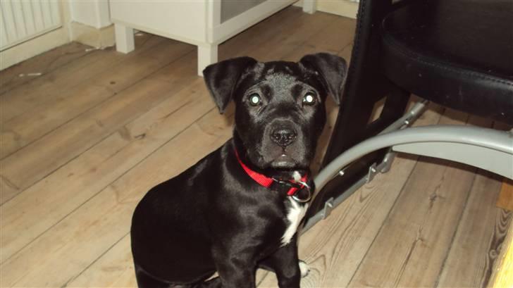 Blanding af racer Lady billede 9