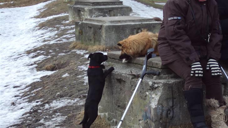 Blanding af racer Lady billede 10