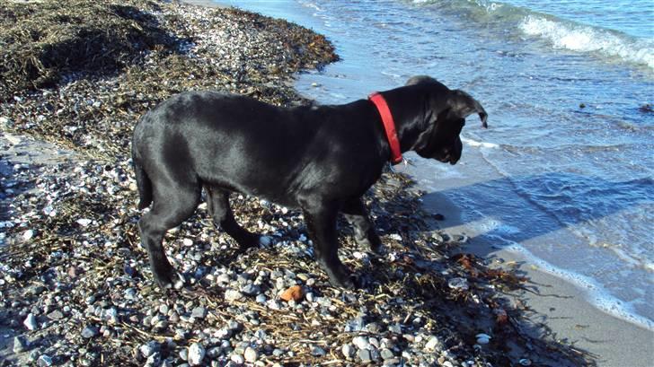 Blanding af racer Lady billede 11