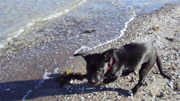 Blanding af racer Lady billede 12