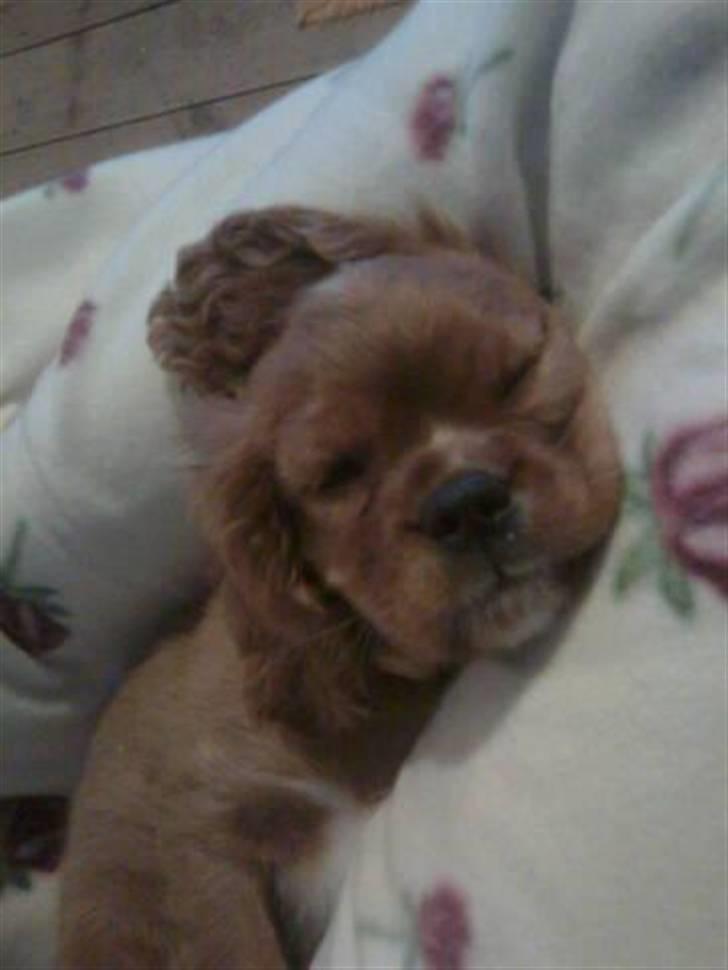 Cavalier king charles spaniel Souviniers Emily (Emmy) 06.01.2010 - 22.07.2011 billede 6