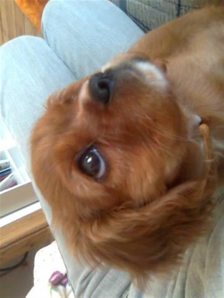 Cavalier king charles spaniel Souviniers Emily (Emmy) 06.01.2010 - 22.07.2011 billede 7
