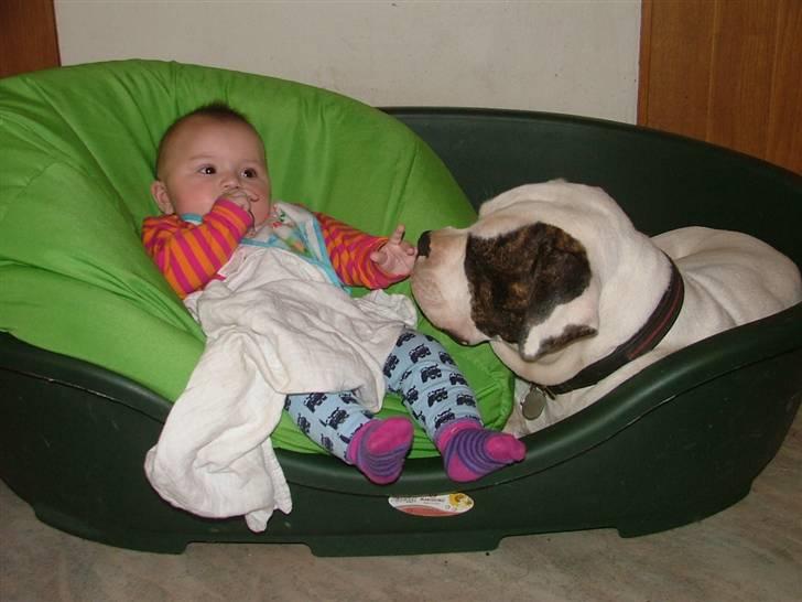 Amerikansk bulldog caisa billede 2