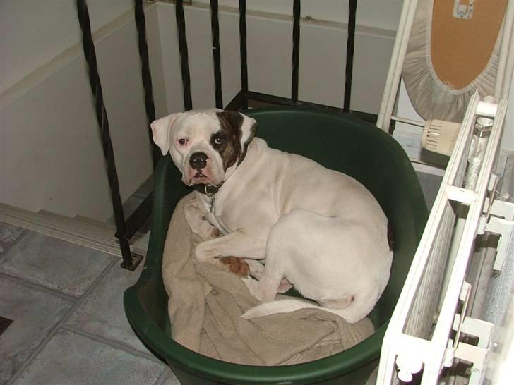 Amerikansk bulldog caisa billede 4