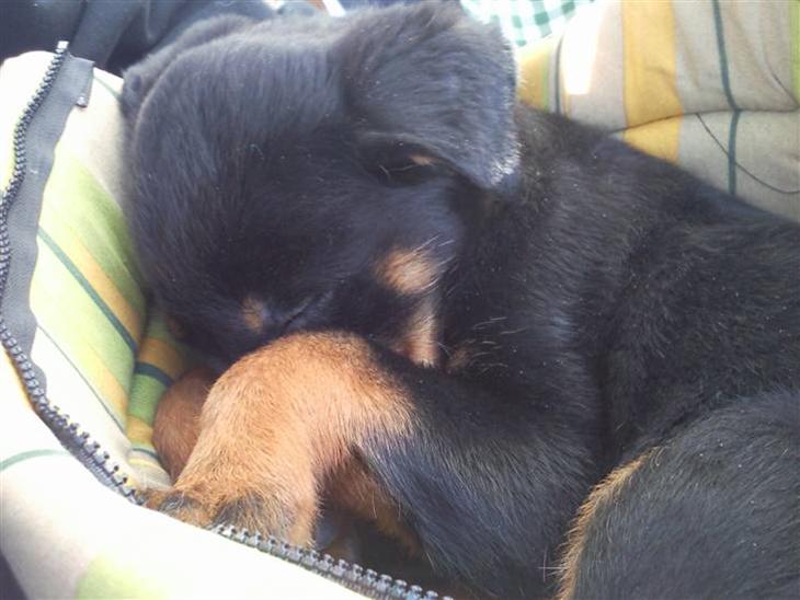 {{currentPhoto.altText}} billede {{currentPhoto.number}}