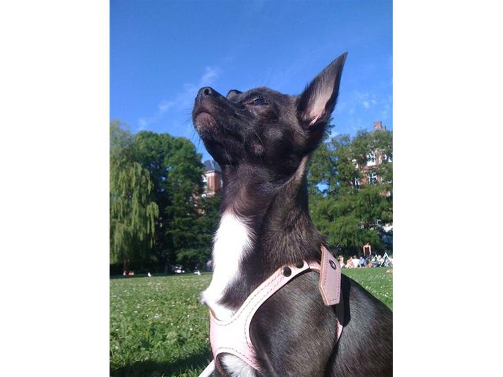 Chihuahua Honey billede 1