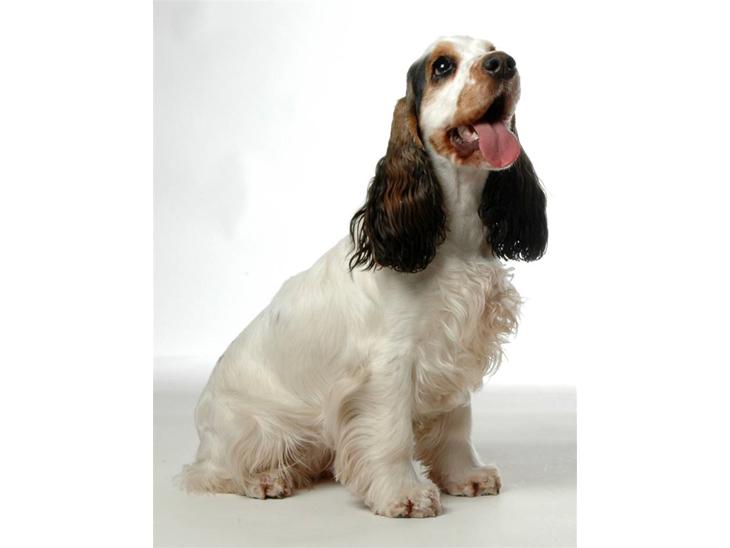 Cocker spaniel Vanilla Joy Dream Design - Ditte - 1 år gammel billede 1