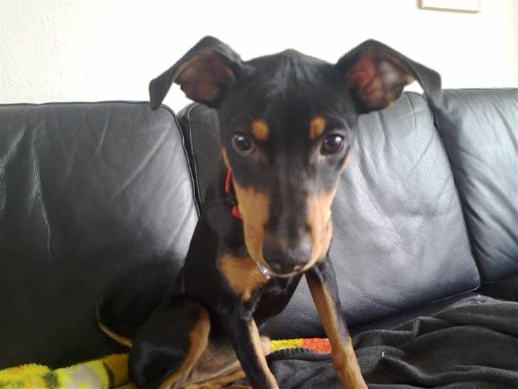 Mellempinscher Cille billede 1