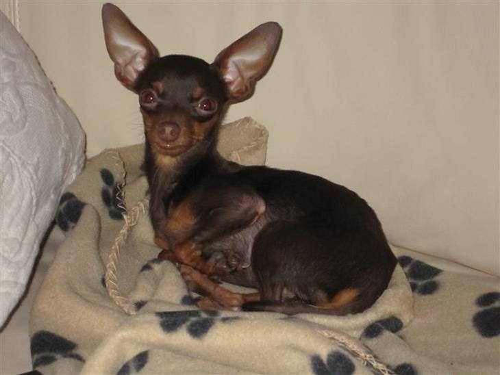 {{currentPhoto.altText}} billede {{currentPhoto.number}}