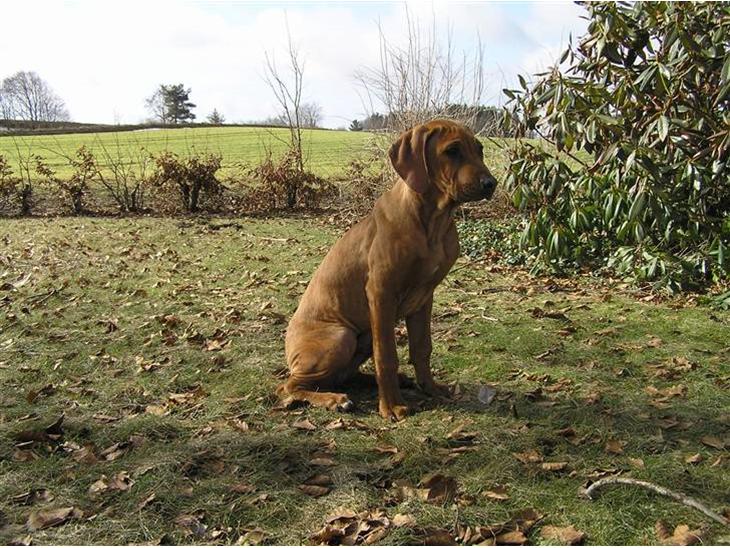 Rhodesian ridgeback Berko billede 1