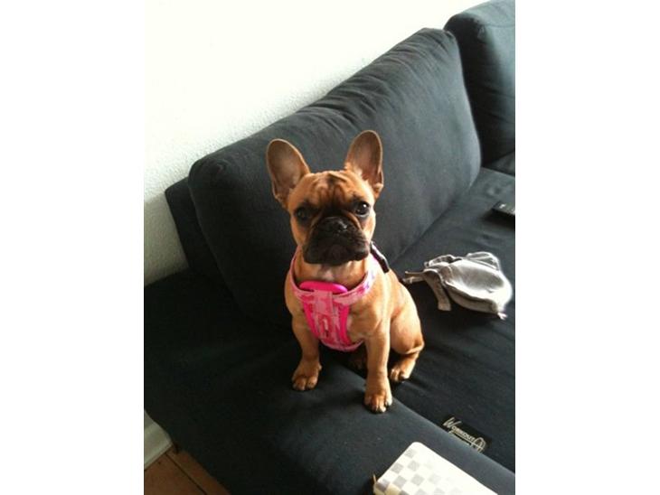 {{currentPhoto.altText}} billede {{currentPhoto.number}}