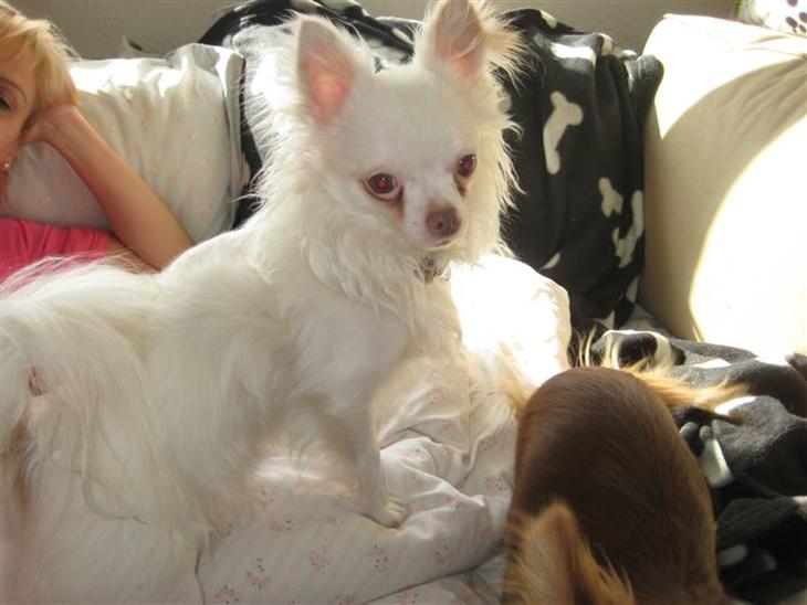 Chihuahua Hannibal <3 billede 1