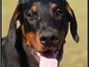Dobermann Proud Danish Cool Camelot