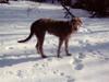 Irsk ulvehund Faxbos Cinderella R.I.P. [ Himmelhund]