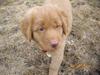 Nova scotia duck tolling retriever Rufus