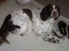 Engelsk springer spaniel Luna 