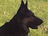 Blanding af racer Bodo *R.I.P*  [ Himmelhund]