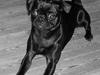 Griffon petit brabancon Molly