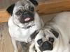 Mops lydia