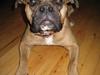 Olde english bulldogge Bullforce Luna Athlet "RIP" [ Himmelhund]