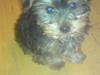 Yorkshire terrier Geo