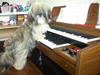 Lhasa apso Bette my