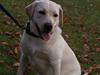 Labrador retriever Cille