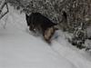 Schæferhund rollo