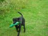 Labrador retriever Luker-boy<33-Jose