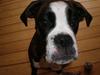 Boxer Kahvi