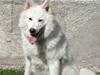 Samojedhund Tøzen