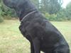 Labrador retriever Gaia