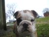Engelsk bulldog Don