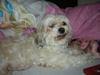 Lhasa apso Trille [ Himmelhund]