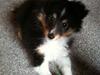 Shetland sheepdog Isme