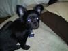Chihuahua Canto