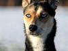 Blanding af racer Nishka [ Himmelhund]
