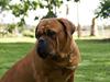 Dogue de bordeaux Omega  R.I.P 2005-2010