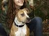 Amerikansk staffordshire terrier Misty  [ Himmelhund]