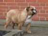 Engelsk bulldog Gunnar