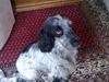 Cocker spaniel Max