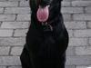 Labrador retriever Quieto